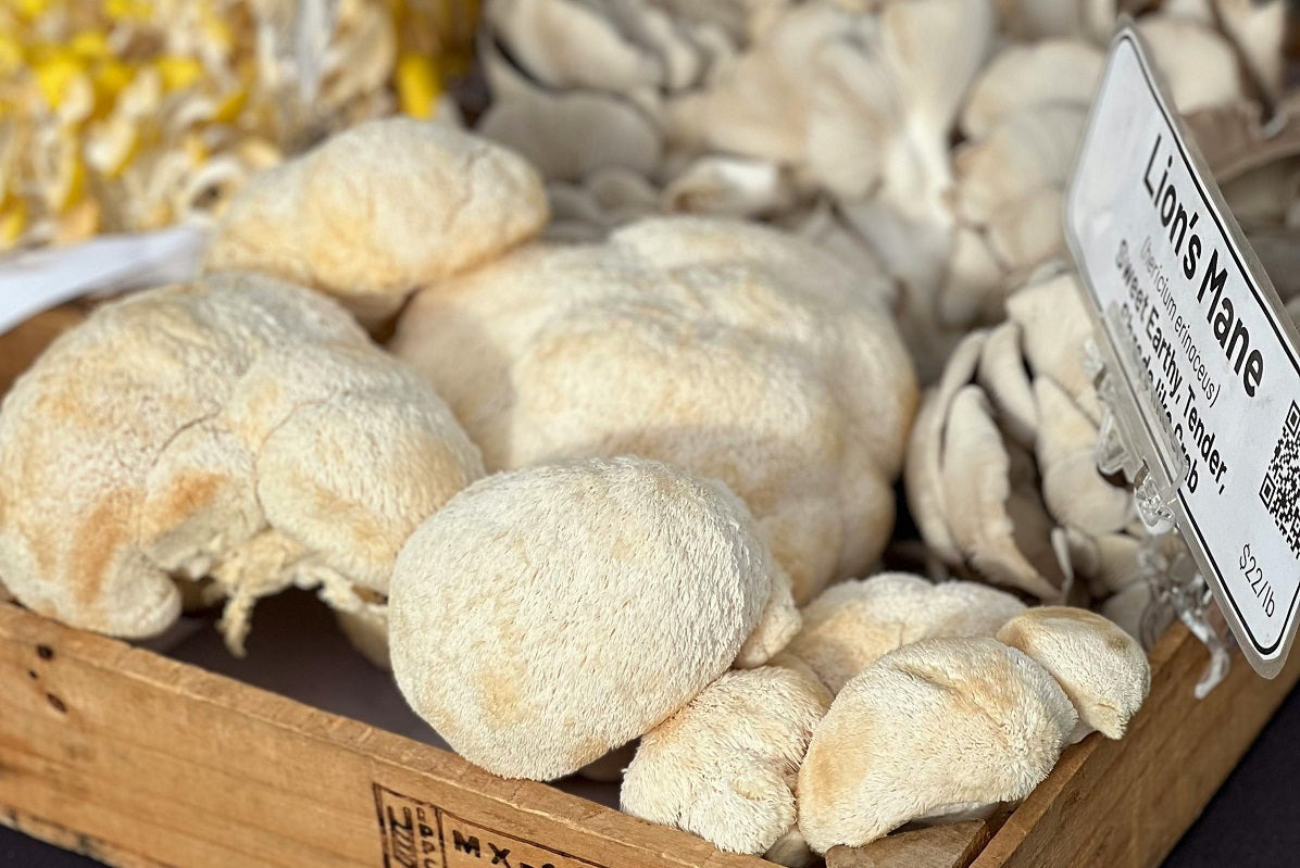 Benefits of lion's mane