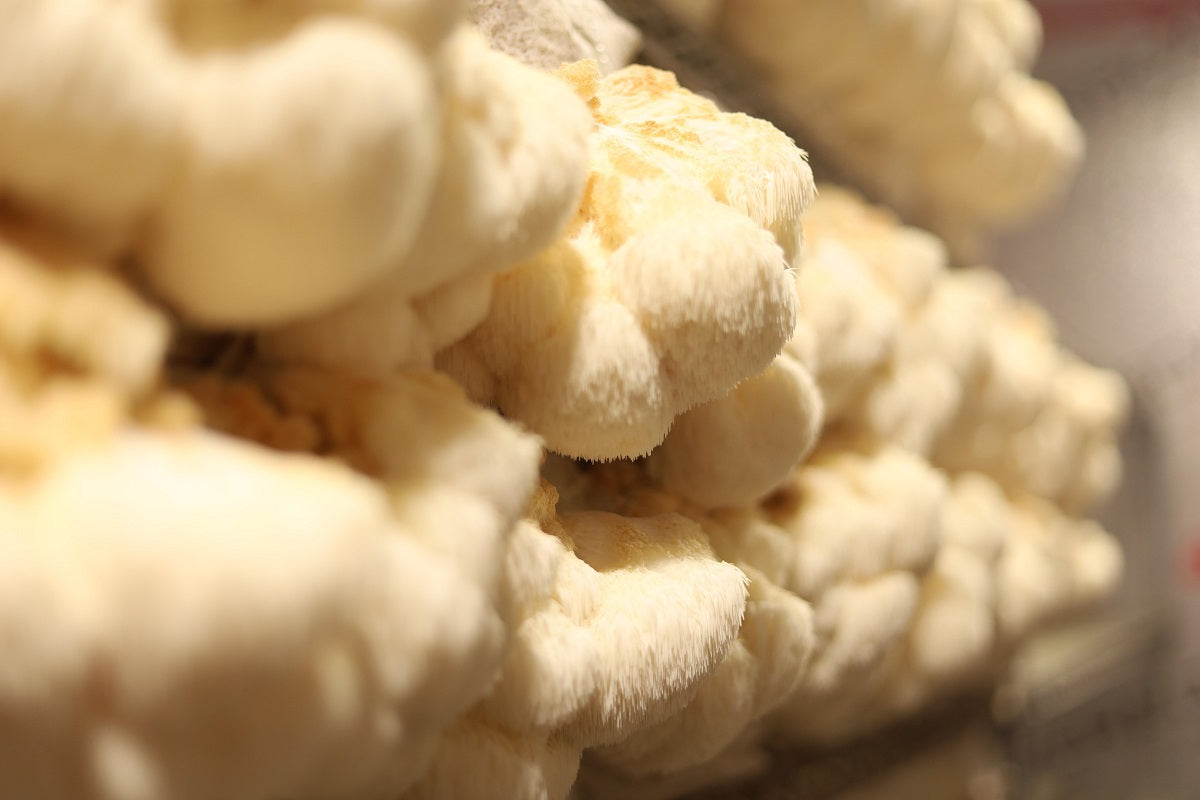 How Much Lion's Mane per Day Should You Take